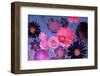 Colorful Floral Design-Alaya Gadeh-Framed Photographic Print