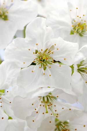 Photographic Print, , small