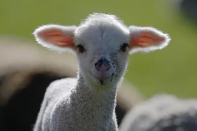 Photographic Print, , small