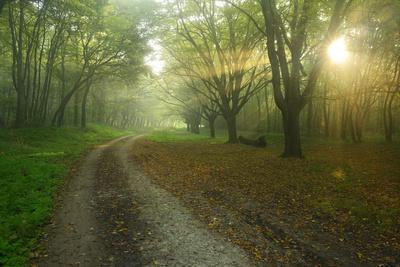 Photographic Print, , small