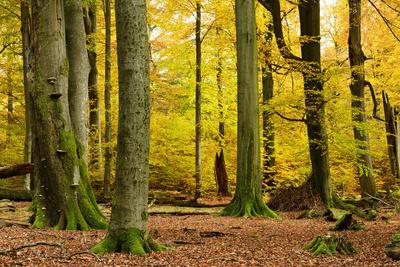 Photographic Print, , small