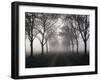 Street, Avenue, Fog, Autumn-Thonig-Framed Photographic Print