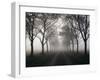 Street, Avenue, Fog, Autumn-Thonig-Framed Photographic Print