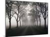 Street, Avenue, Fog, Autumn-Thonig-Mounted Photographic Print