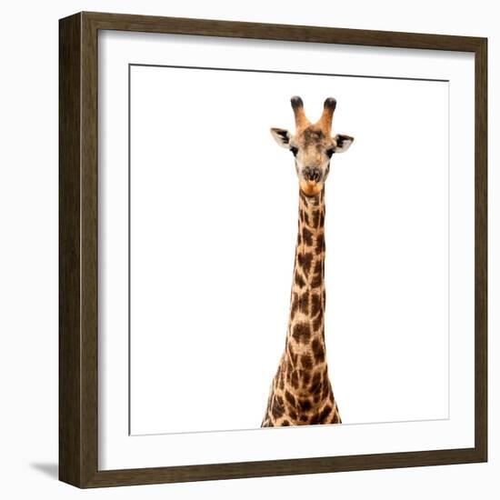 Safari Profile Collection - Giraffe White Edition V-Philippe Hugonnard-Framed Photographic Print