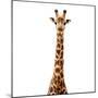 Safari Profile Collection - Giraffe White Edition V-Philippe Hugonnard-Mounted Photographic Print