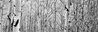 Premium Photographic Print, , small