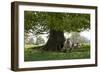 Ewes and Lambs under Shade of Oak Tree, Chipping Campden, Cotswolds, Gloucestershire, England-Stuart Black-Framed Photographic Print