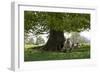 Ewes and Lambs under Shade of Oak Tree, Chipping Campden, Cotswolds, Gloucestershire, England-Stuart Black-Framed Photographic Print