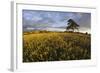 Wheat Field and Pine Tree at Sunset, Near Chipping Campden, Cotswolds, Gloucestershire, England-Stuart Black-Framed Photographic Print