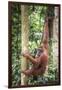 Female Orangutan (Pongo Abelii) in the Rainforest Near Bukit Lawang, Gunung Leuser National Park-Matthew Williams-Ellis-Framed Photographic Print