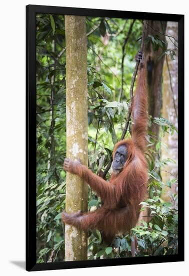 Female Orangutan (Pongo Abelii) in the Rainforest Near Bukit Lawang, Gunung Leuser National Park-Matthew Williams-Ellis-Framed Photographic Print