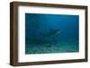 A Large Bull Shark at the Bistro Dive Site in Fiji-Stocktrek Images-Framed Photographic Print