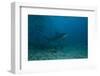 A Large Bull Shark at the Bistro Dive Site in Fiji-Stocktrek Images-Framed Photographic Print