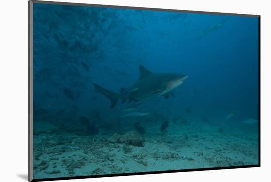 A Large Bull Shark at the Bistro Dive Site in Fiji-Stocktrek Images-Mounted Photographic Print