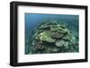 Healthy Reef-Building Corals Thrive in Komodo National Park, Indonesia-Stocktrek Images-Framed Photographic Print