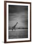 Amboseli Park,Kenya,Italy a Giraffe Shot in the Park Amboseli, Kenya, Shortly before a Thunderstorm-ClickAlps-Framed Photographic Print