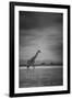 Amboseli Park,Kenya,Italy a Giraffe Shot in the Park Amboseli, Kenya, Shortly before a Thunderstorm-ClickAlps-Framed Photographic Print