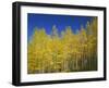 USA, Colorado, Gunnison National Forest. Autumn Colored Aspen Grove Beneath Moon and Blue Sky-John Barger-Framed Photographic Print