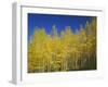 USA, Colorado, Gunnison National Forest. Autumn Colored Aspen Grove Beneath Moon and Blue Sky-John Barger-Framed Photographic Print