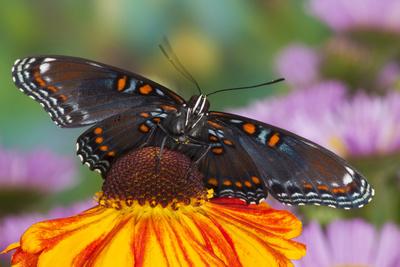 Photographic Print, , small