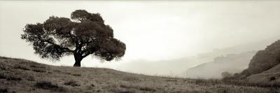 Photographic Print, , small