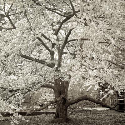 Photographic Print, , small