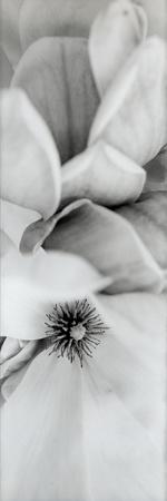 Photographic Print, , small