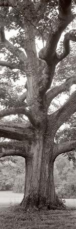 Photographic Print, , small