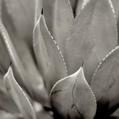 Photographic Print, , small