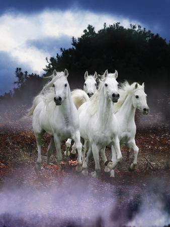 Photographic Print, , small