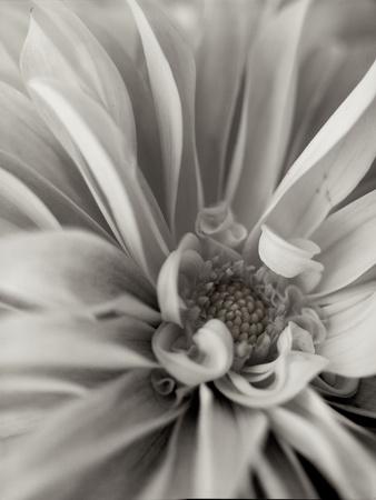 Photographic Print, , small