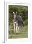 African Zebras 092-Bob Langrish-Framed Photographic Print