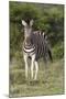 African Zebras 092-Bob Langrish-Mounted Photographic Print