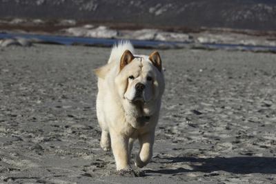 Photographic Print, , small