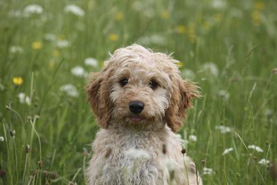 Photographic Print, , small