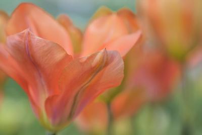 Photographic Print, , small