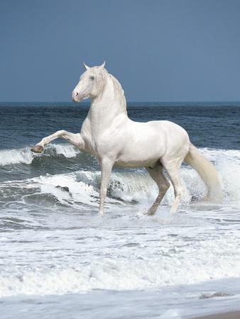 Photographic Print, , small