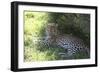 South African Leopard 004-Bob Langrish-Framed Photographic Print