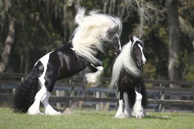 Photographic Print, , small