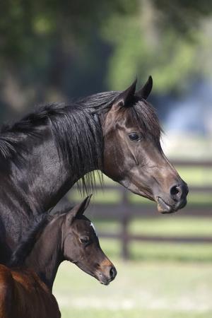 Photographic Print, , small