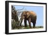 African Elephants 045-Bob Langrish-Framed Photographic Print