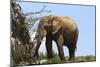 African Elephants 045-Bob Langrish-Mounted Photographic Print