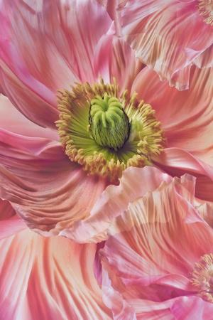 Photographic Print, , small