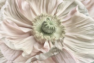 Photographic Print, , small
