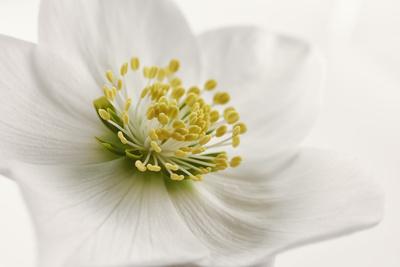 Photographic Print, , small