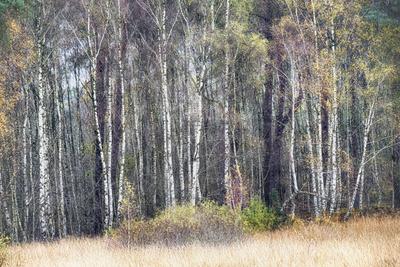 Photographic Print, , small
