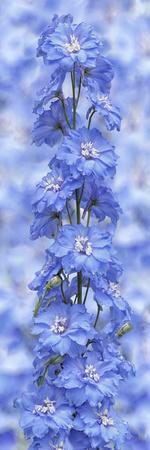 Photographic Print, , small