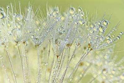 Photographic Print, , small