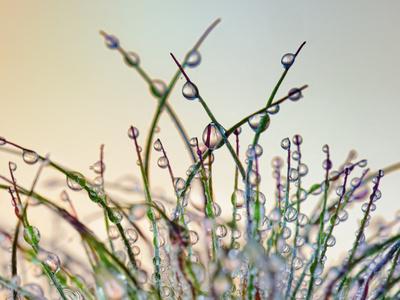 Premium Photographic Print, , small